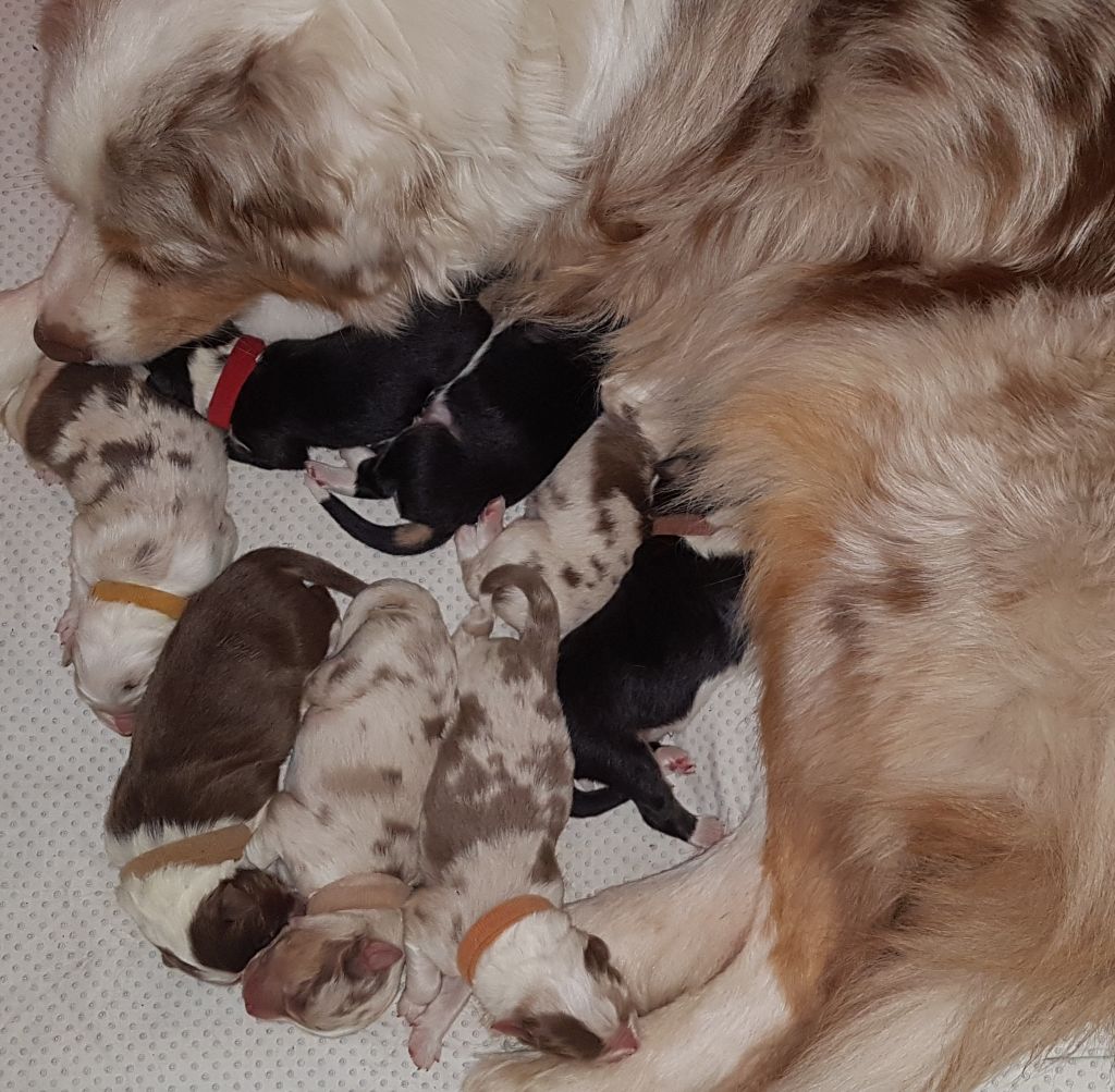 chiot Berger Australien Des Songes D'Azur