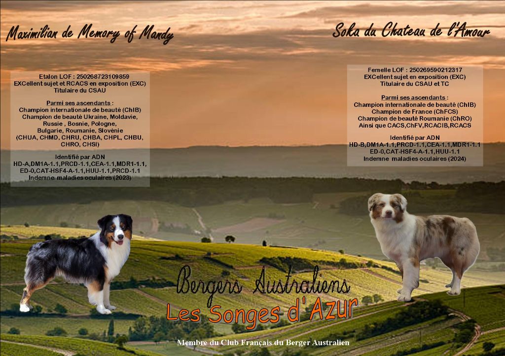 Portée de Soka et Maximilian, dit Poker