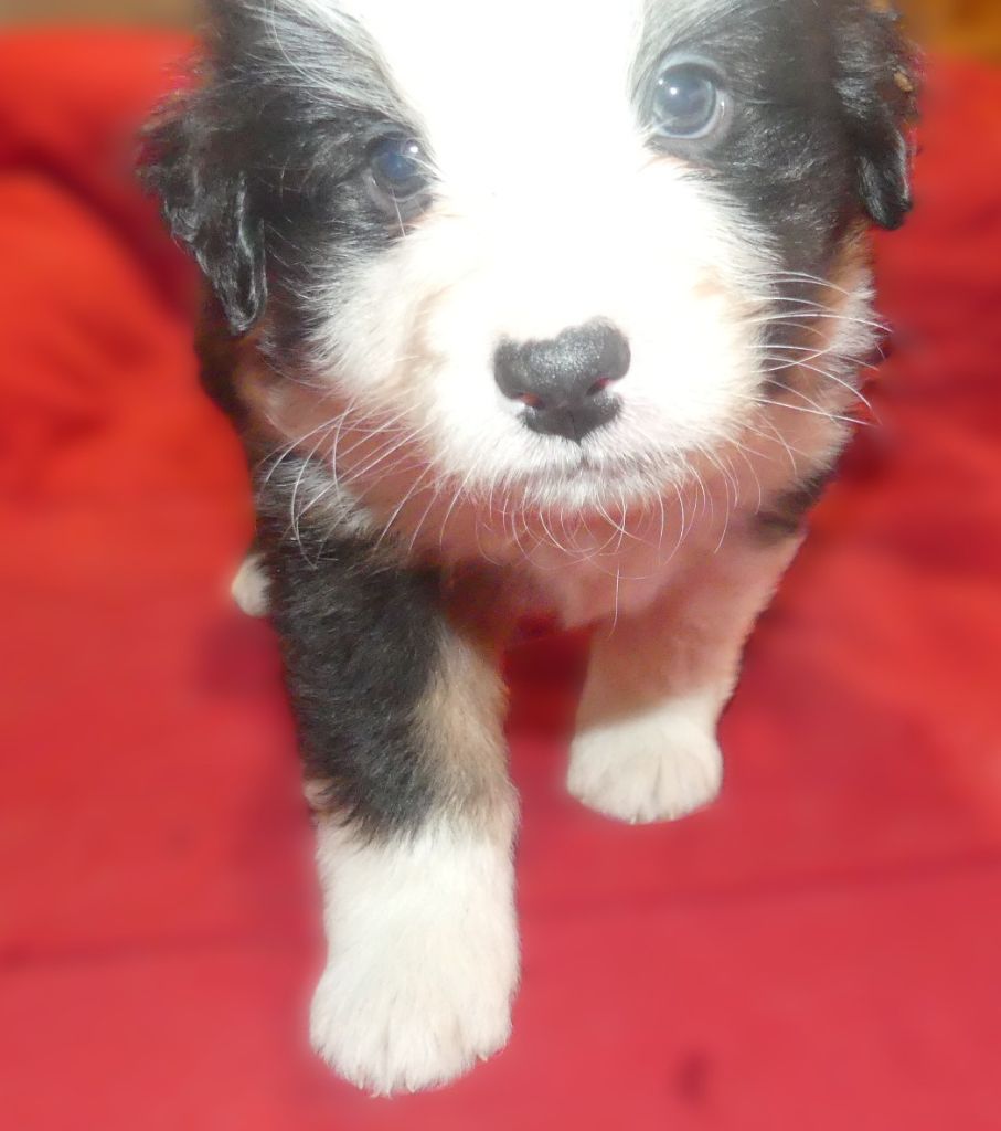 Des Songes D'Azur - Chiots disponibles - Berger Australien