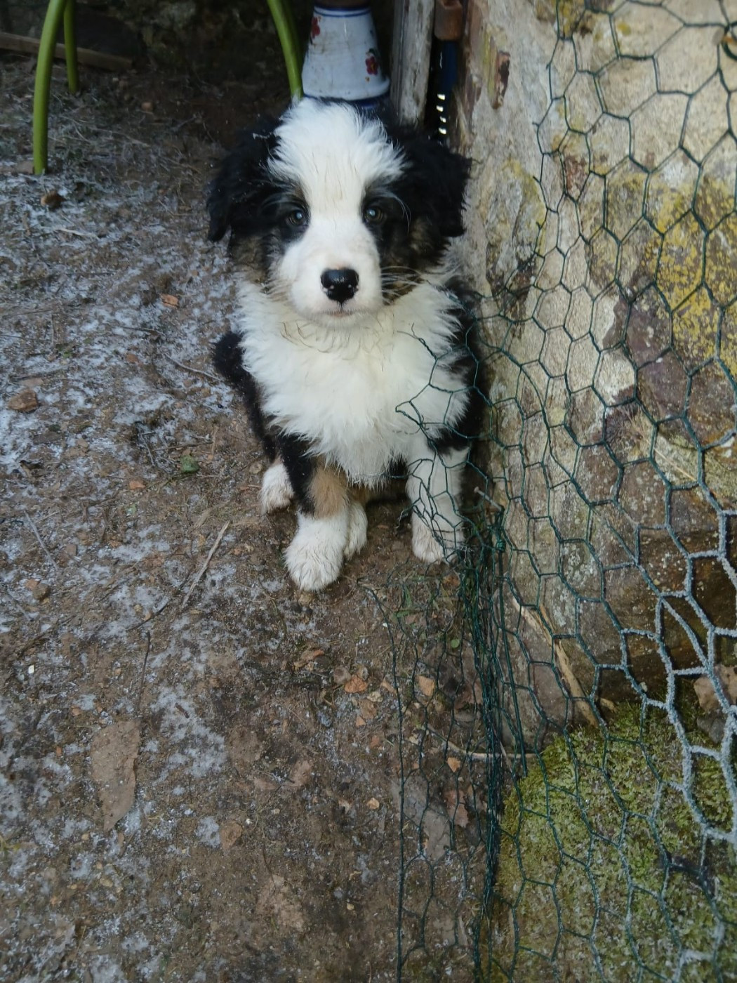 Des Songes D'Azur - Chiots disponibles - Berger Australien