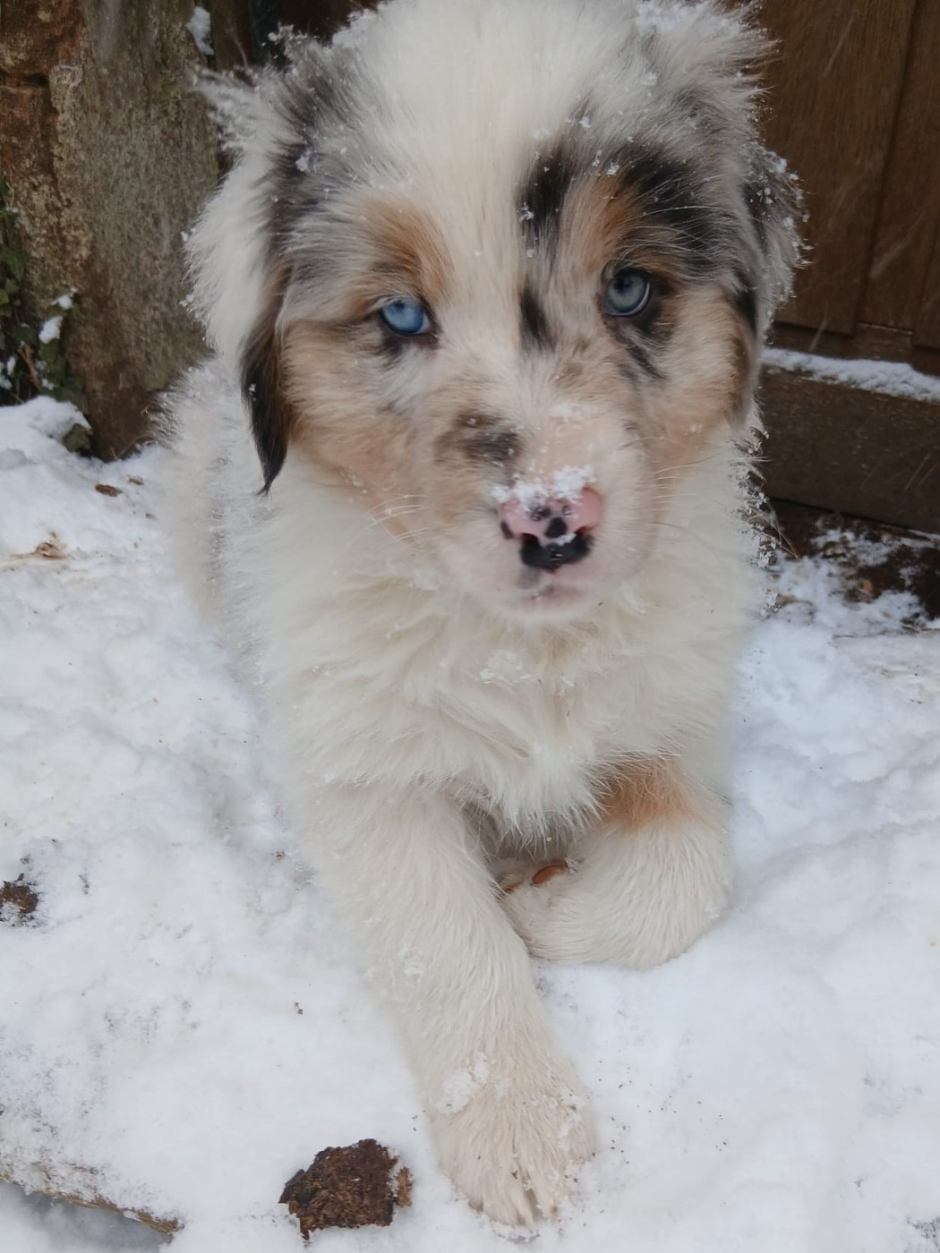 Des Songes D'Azur - Chiots disponibles - Berger Australien