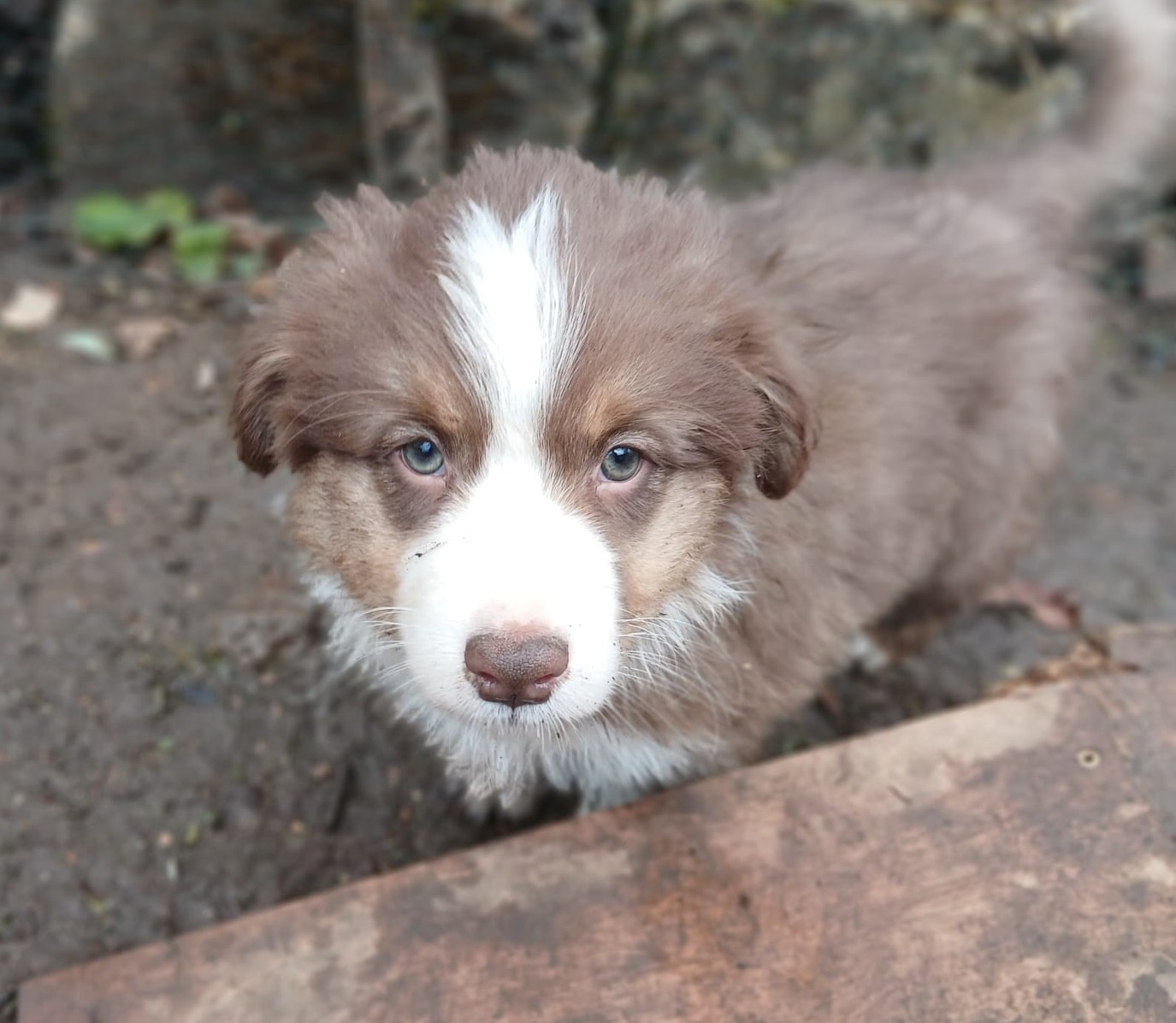 Des Songes D'Azur - Chiots disponibles - Berger Australien