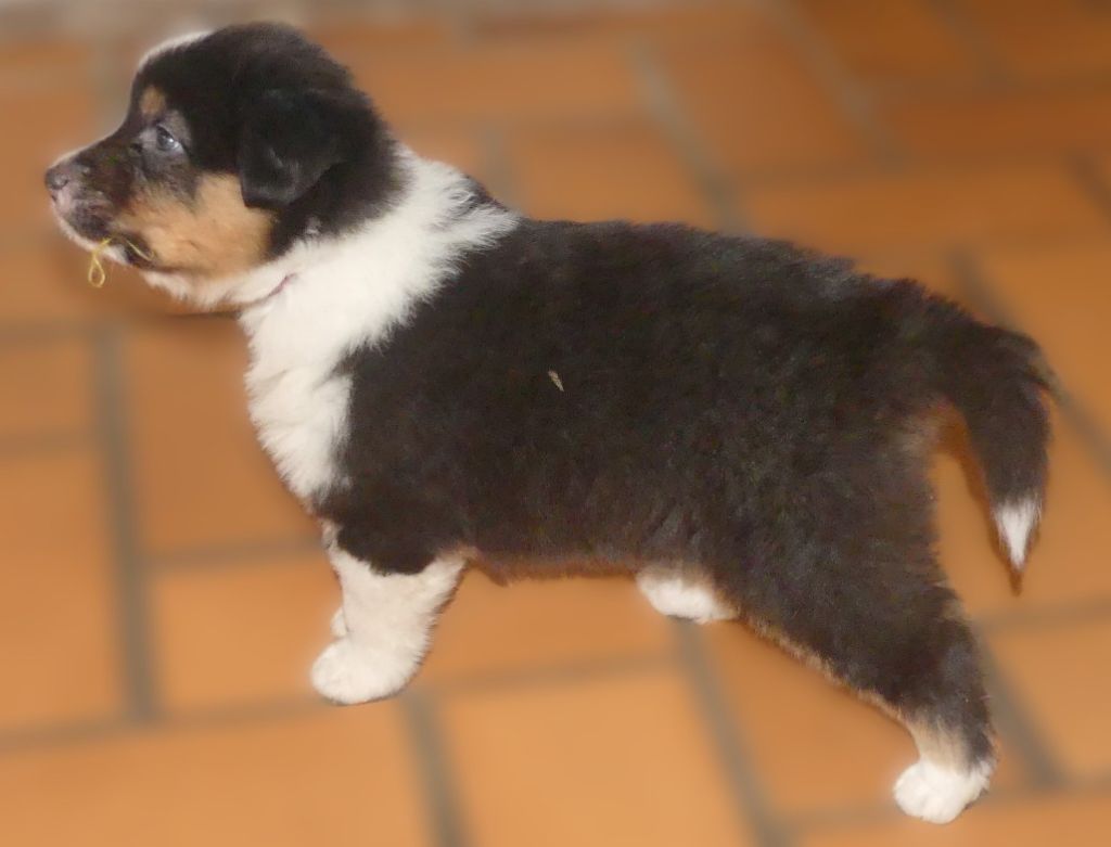 Des Songes D'Azur - Chiots disponibles - Berger Australien