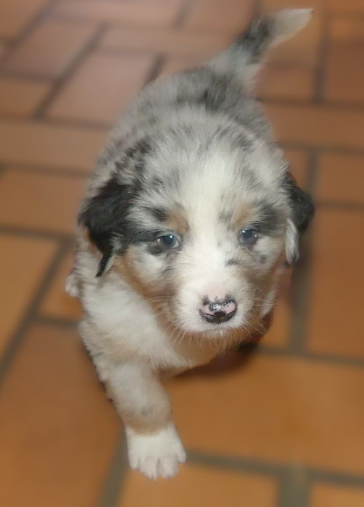 Des Songes D'Azur - Chiots disponibles - Berger Australien