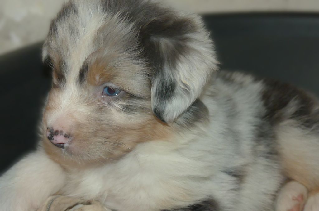 Des Songes D'Azur - Chiots disponibles - Berger Australien