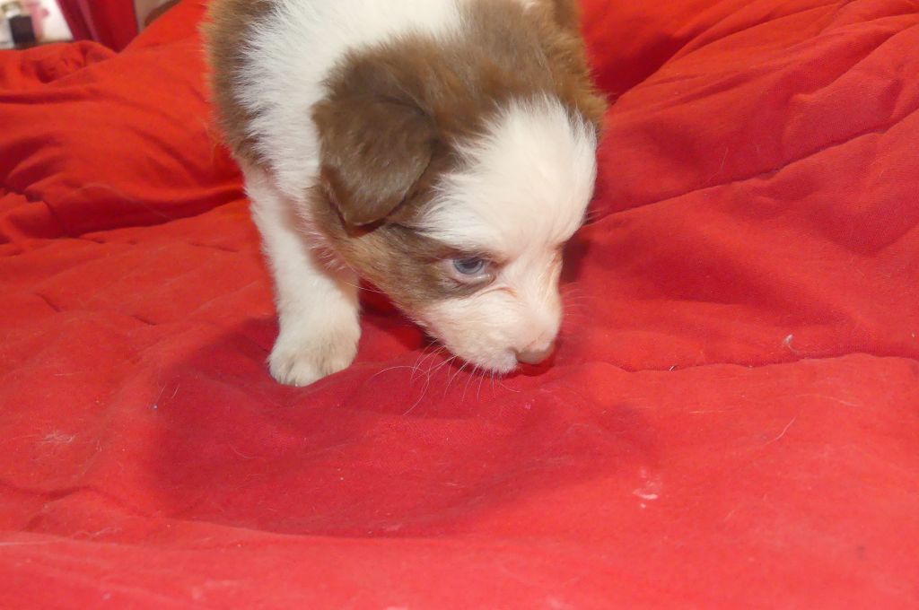 Des Songes D'Azur - Chiots disponibles - Berger Australien