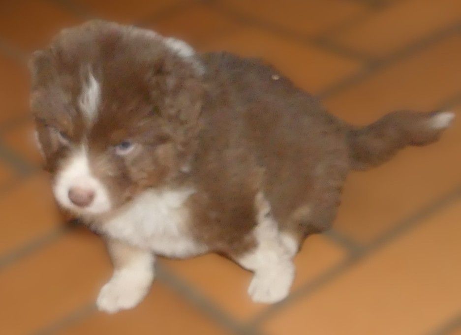 Des Songes D'Azur - Chiots disponibles - Berger Australien