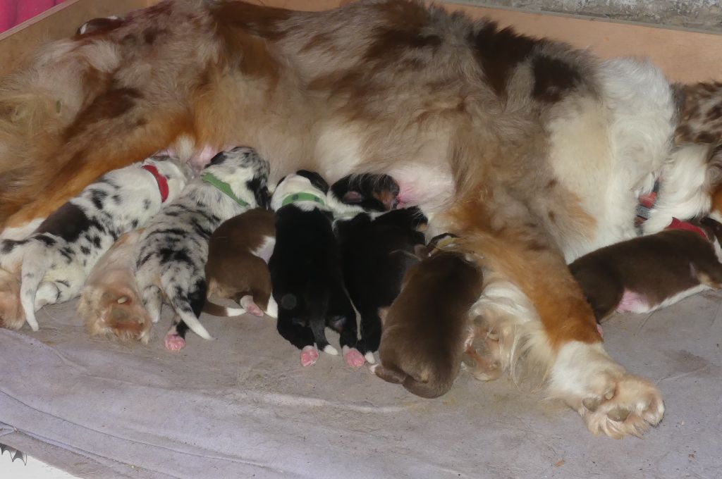 Chiot Berger Australien Des Songes D'Azur