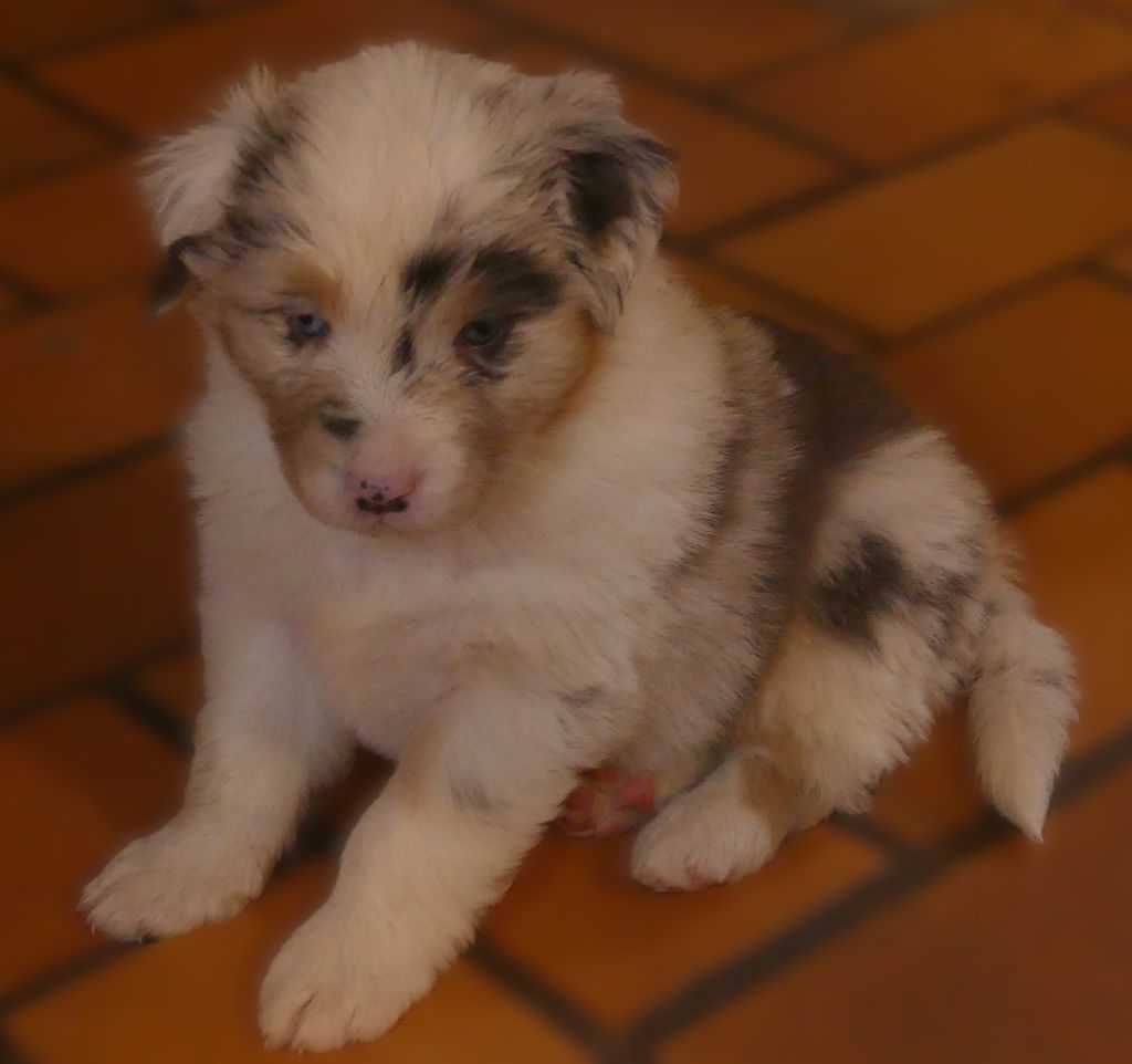 Des Songes D'Azur - Chiots disponibles - Berger Australien