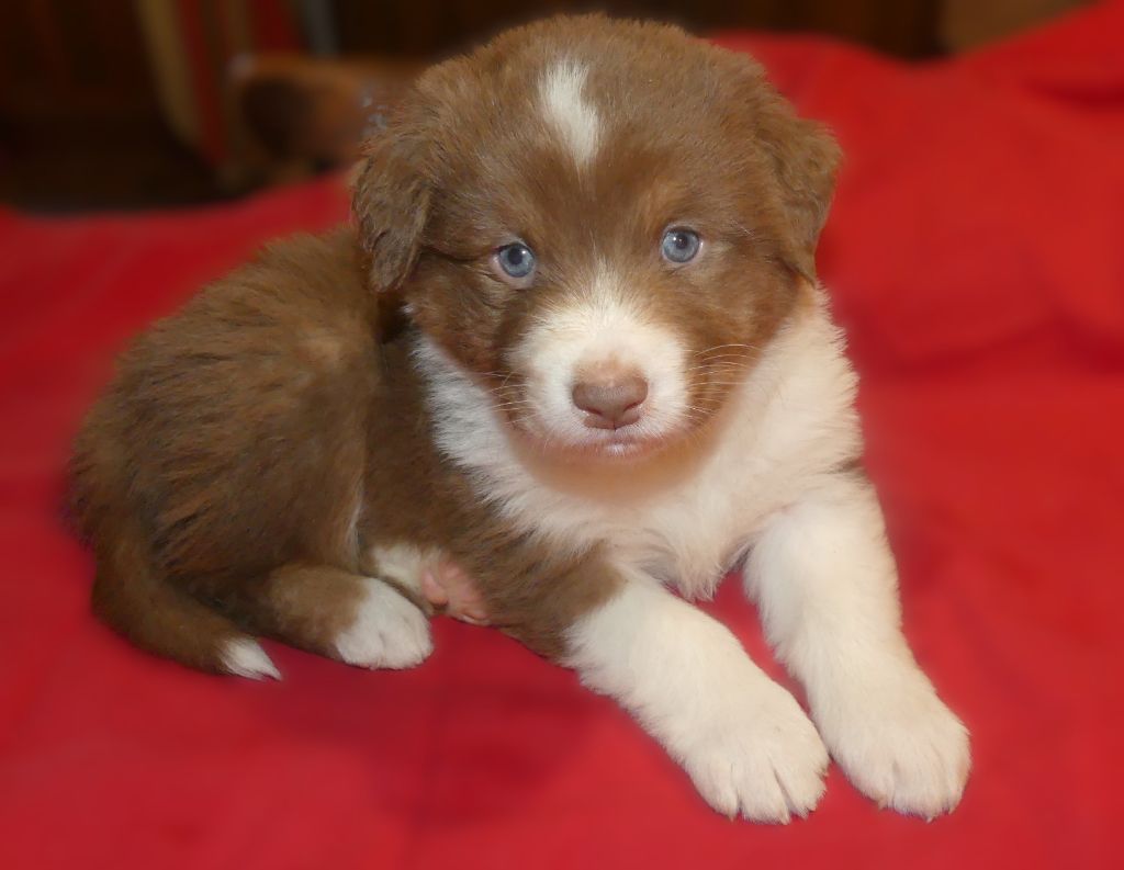 Des Songes D'Azur - Chiots disponibles - Berger Australien