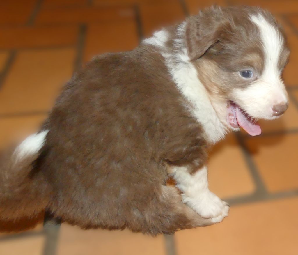 Des Songes D'Azur - Chiots disponibles - Berger Australien