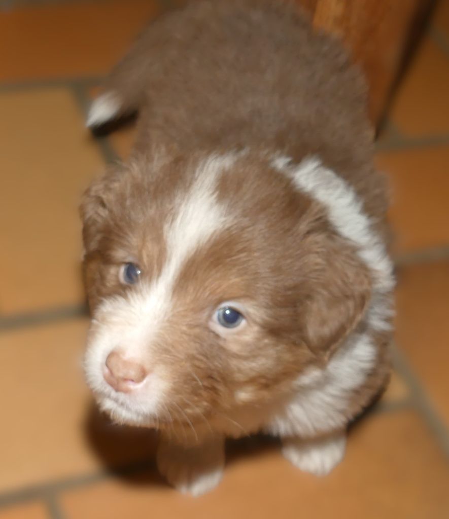 Des Songes D'Azur - Chiots disponibles - Berger Australien